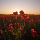 Mohnblüten zum Sonnenuntergang