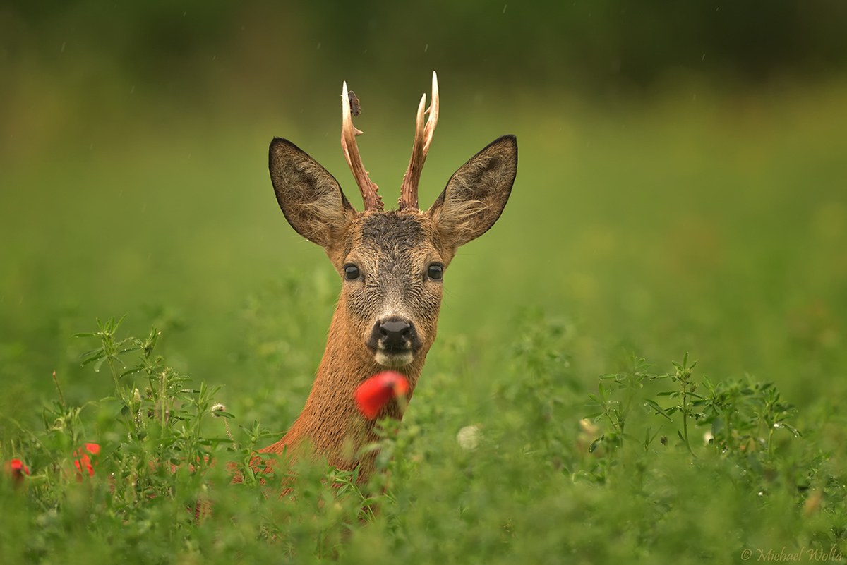 Mohnblütenbock im Regen