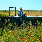 Mohnblütenfest 2019 im Naturpark Hoher Meißner - Traktor im Mohnfeld