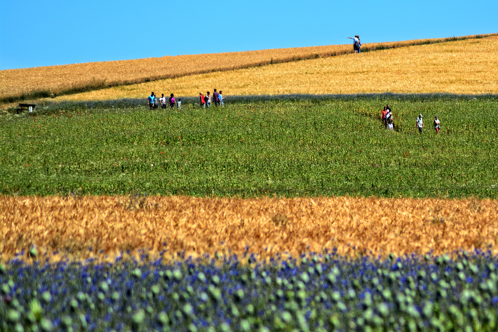 Mohnblütenfest in Germerode