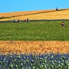 Mohnblütenfest in Germerode