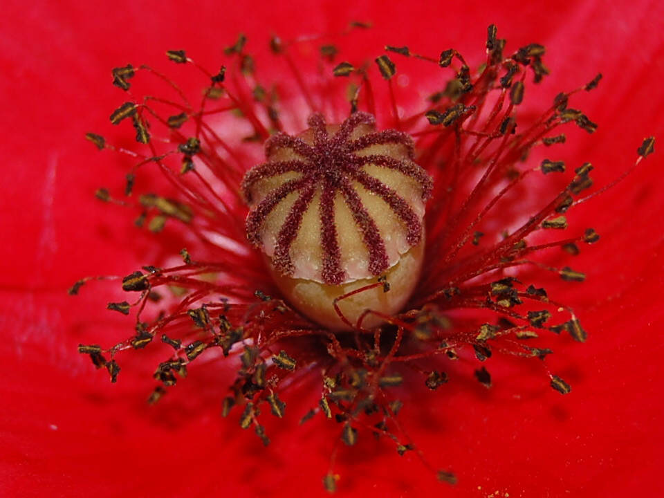 Mohnblütenstempel