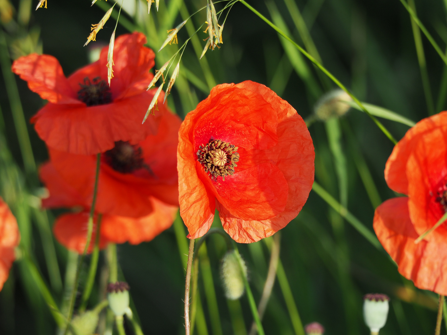 Mohnblüte/poppy flower