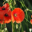 Mohnblüte/poppy flower