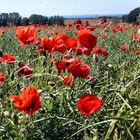 Mohnblütezeit auf Rügen