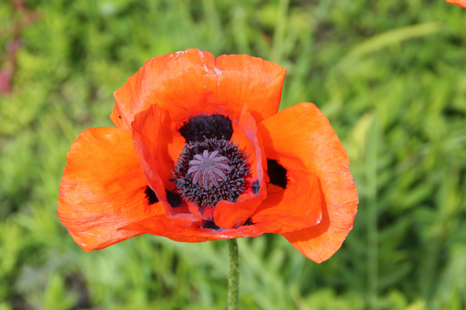 Mohnblume Foto &amp; Bild | pflanzen, pilze &amp; flechten, blüten ...