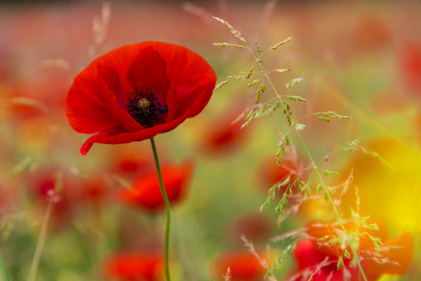 Mohnblume Foto & Bild pflanzen, pilze & flechten, landschaft, blüten
