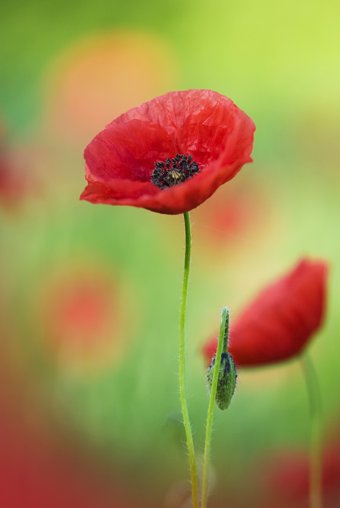 Mohnblume Foto & Bild | archiv - kritik am bild, kritik am bild