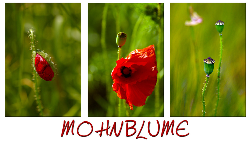 ~ Mohnblume ~