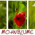 ~ Mohnblume ~