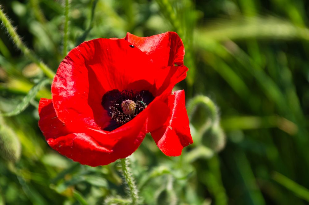 Mohnblume Foto &amp; Bild | deutschland, europe, nordrhein- westfalen ...