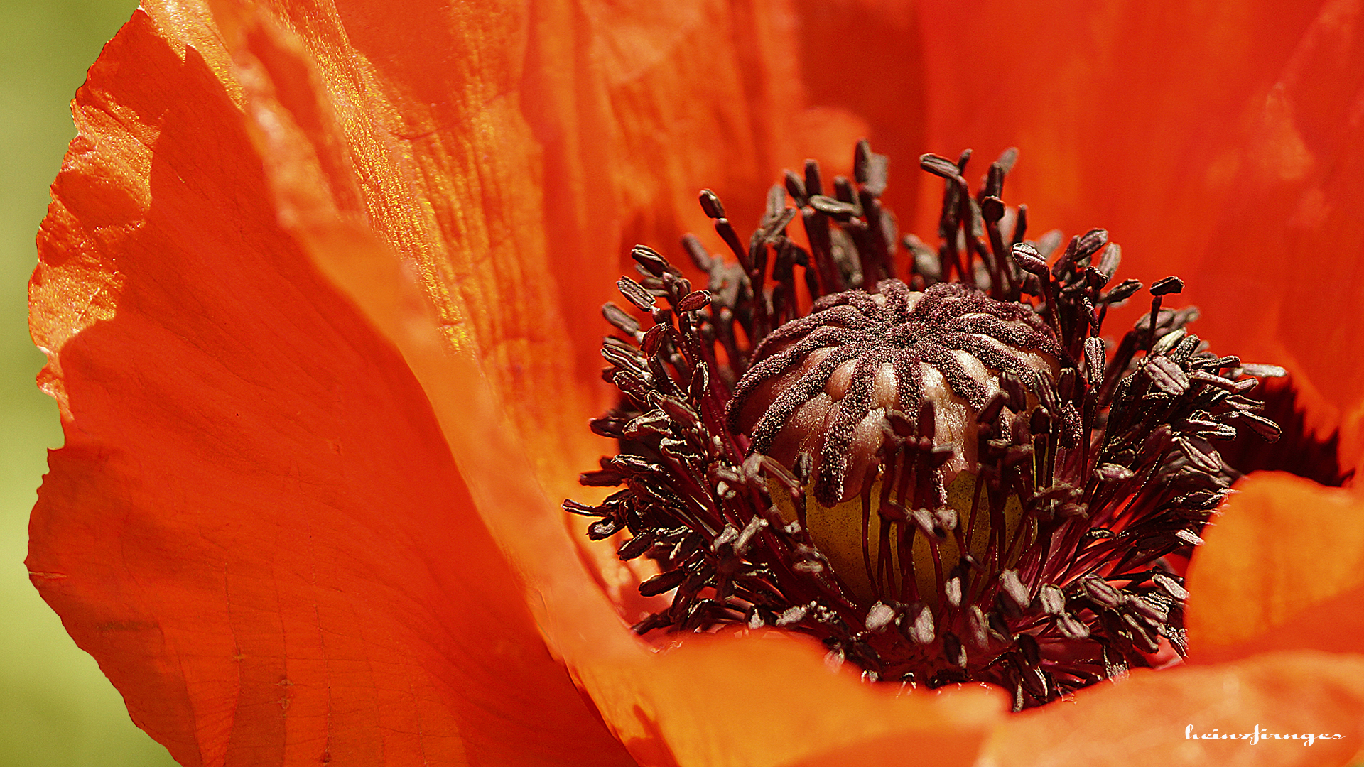Mohnblume Foto & Bild rot, sommer, natur Bilder auf