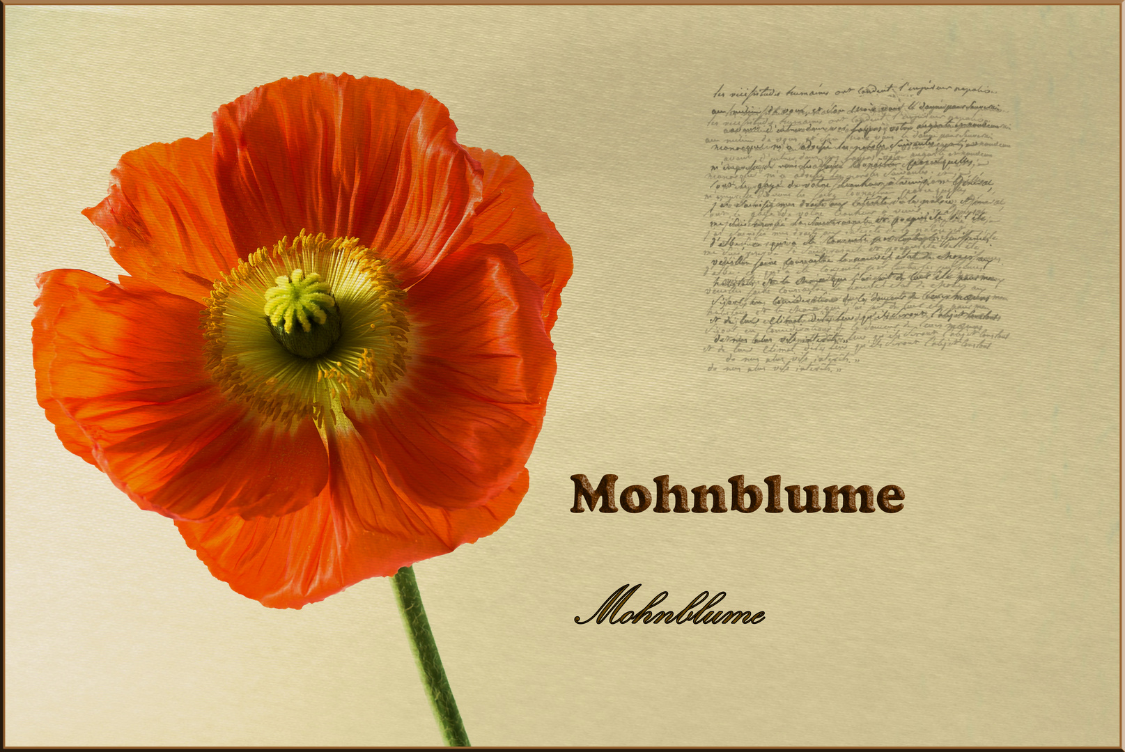 Mohnblume