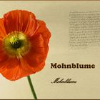 Mohnblume