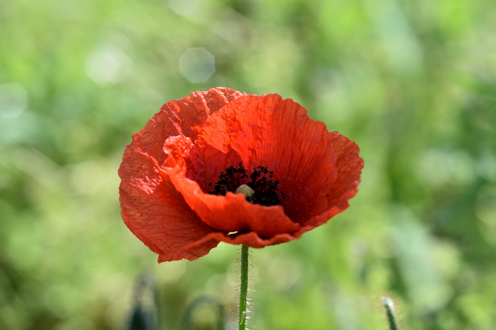 Mohnblume Foto & Bild | flora, wiese, natur Bilder auf fotocommunity