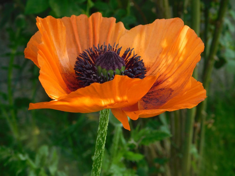 Mohnblume Foto & Bild fotos, natur, landschaft Bilder auf