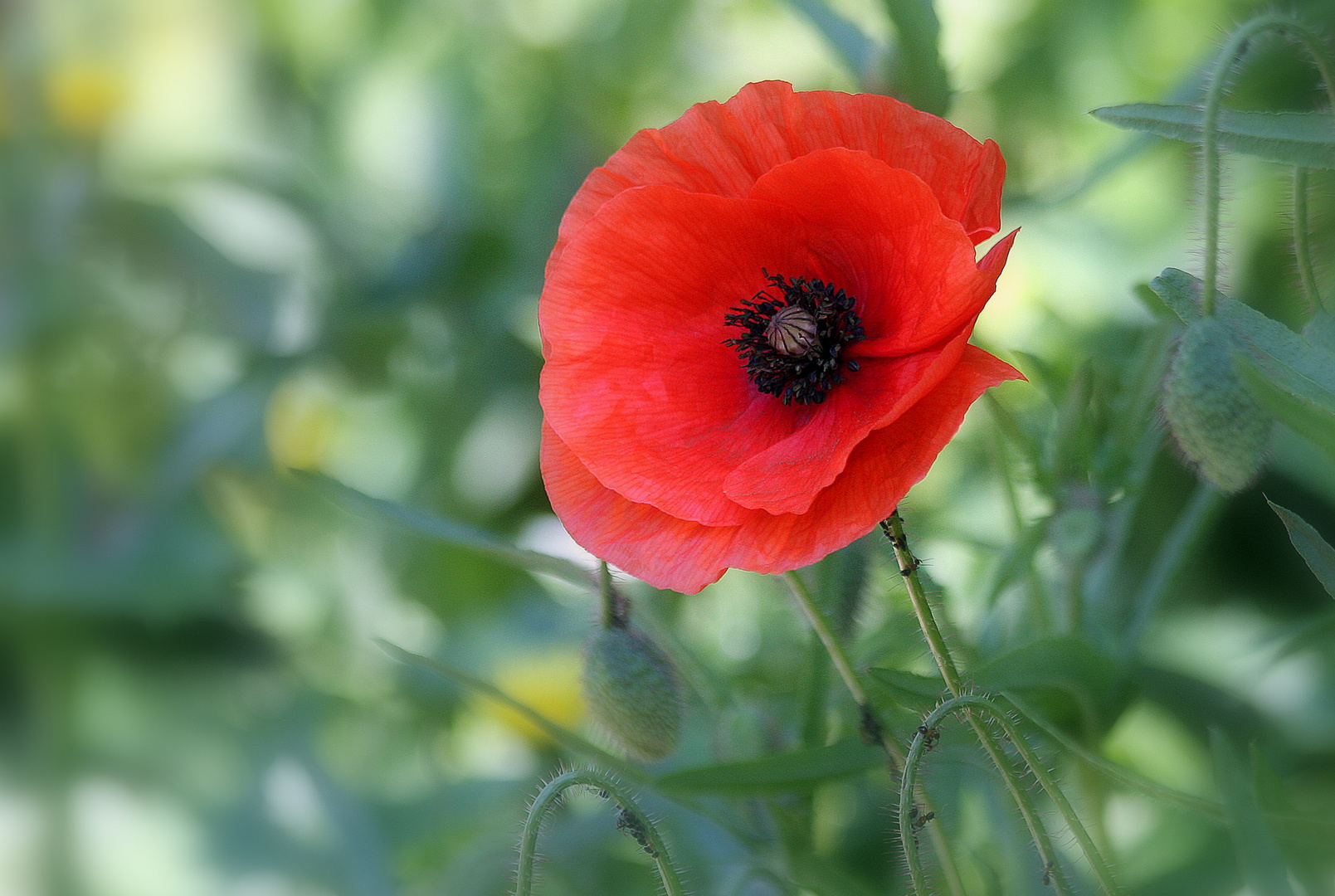 Mohnblume... Foto & Bild natur, mohn, pflanzen Bilder auf