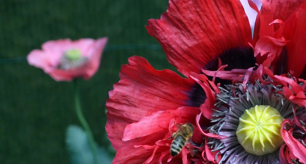 Mohnblume von Susanne Baumann-Ringewaldt 