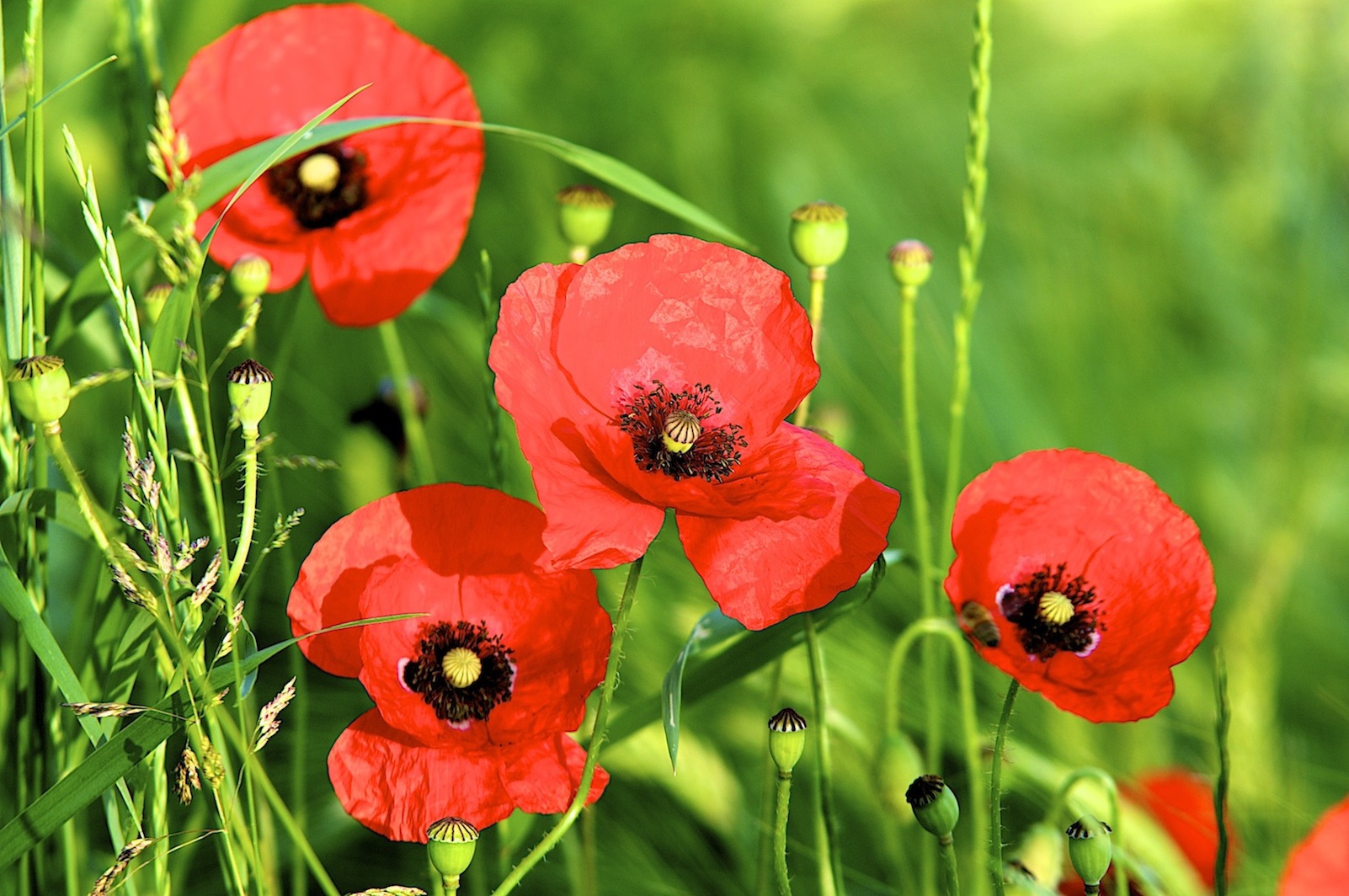 Mohnblume Foto &amp; Bild | landschaft, Äcker, felder &amp; wiesen, blumen ...