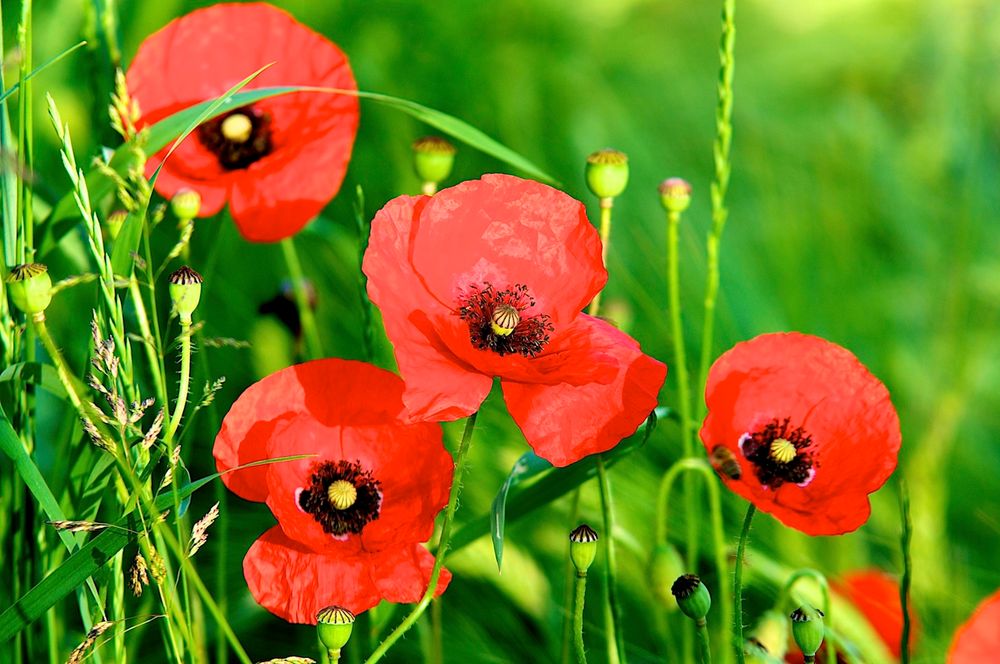 Mohnblume Foto & Bild landschaft, Äcker, felder & wiesen, blumen