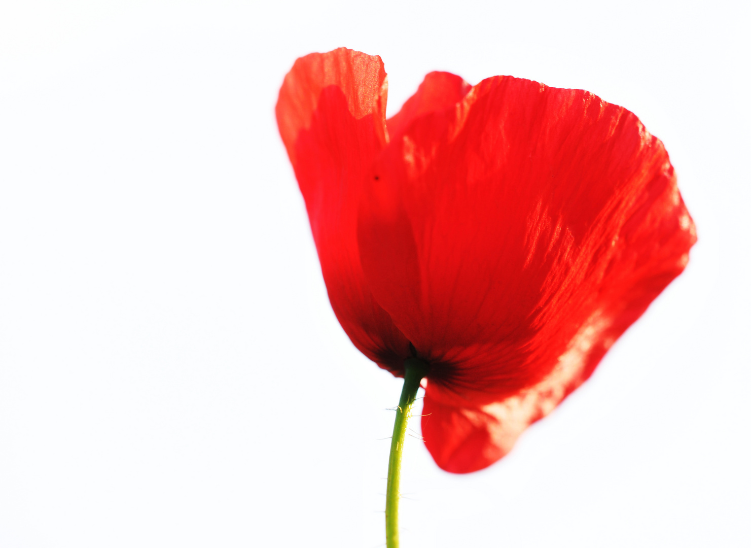 Mohnblume Foto & Bild | pflanzen, pilze & flechten, blüten