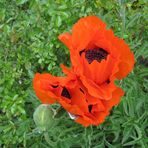 Mohnblume