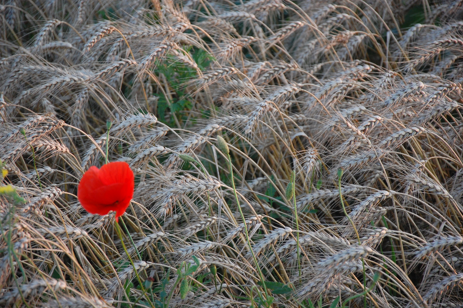 Mohnblume allein