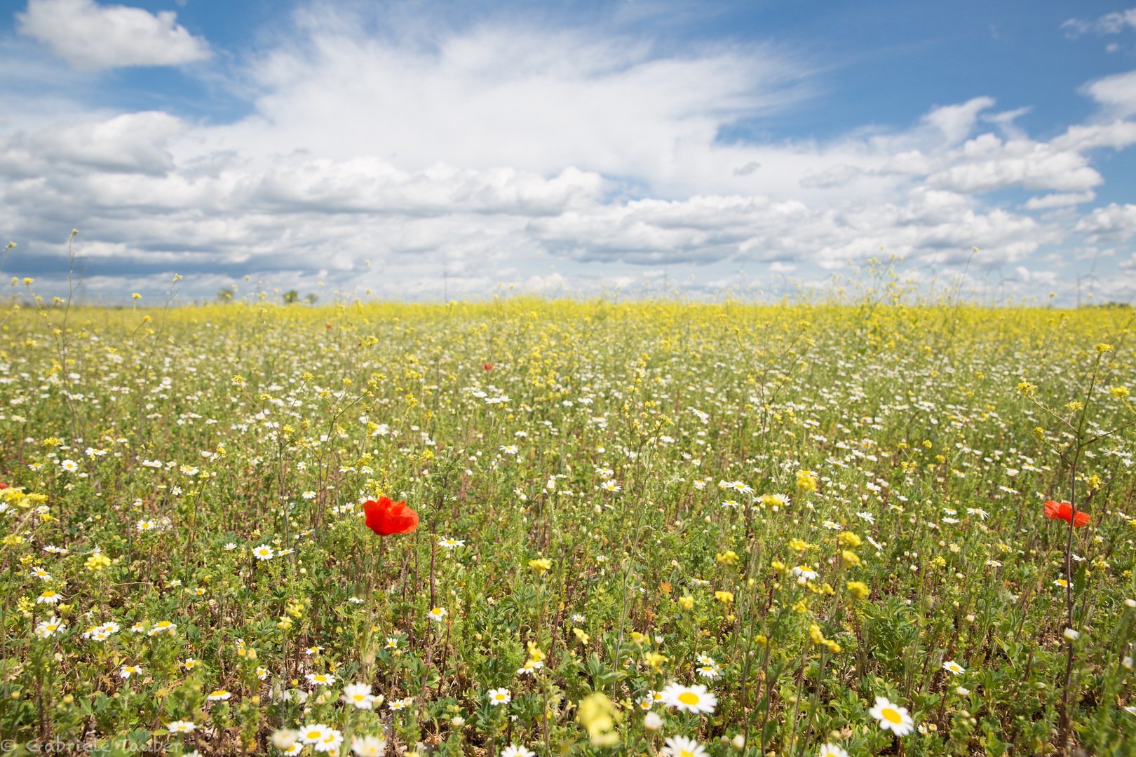 Mohnblume alleine