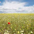 Mohnblume alleine