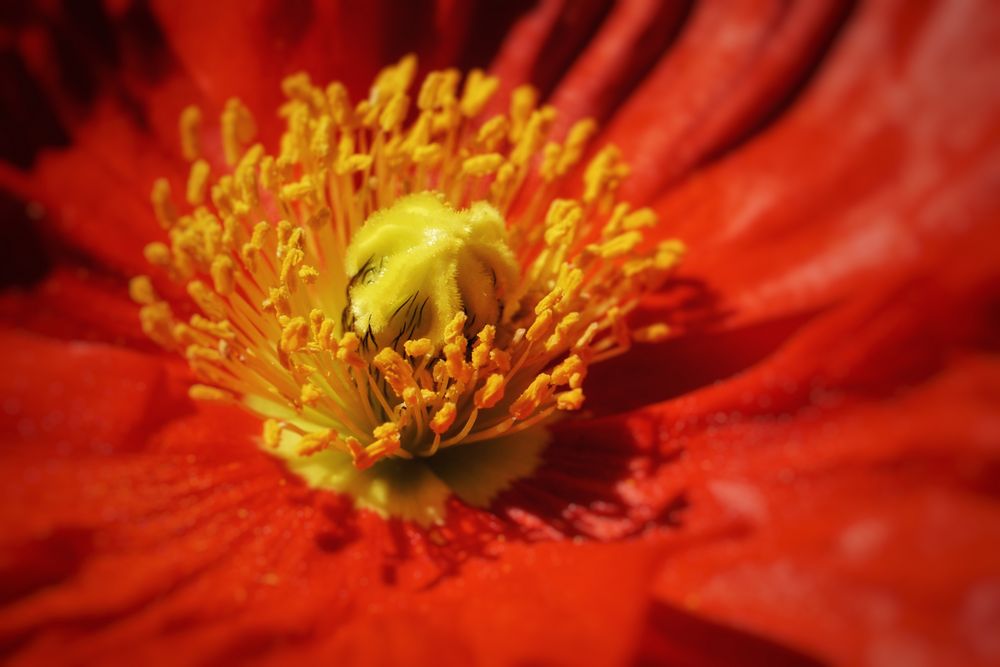 Mohnblume als Makroaufnahme