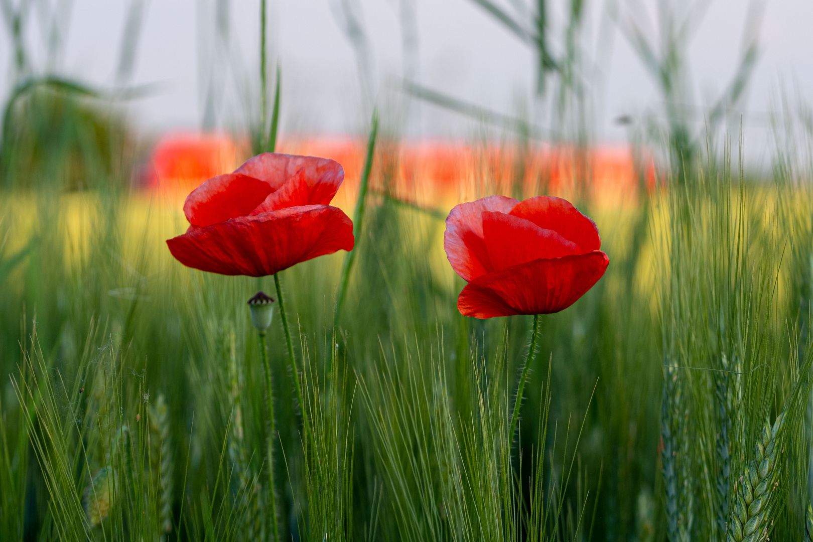 Mohnblume am Getreidefeld.