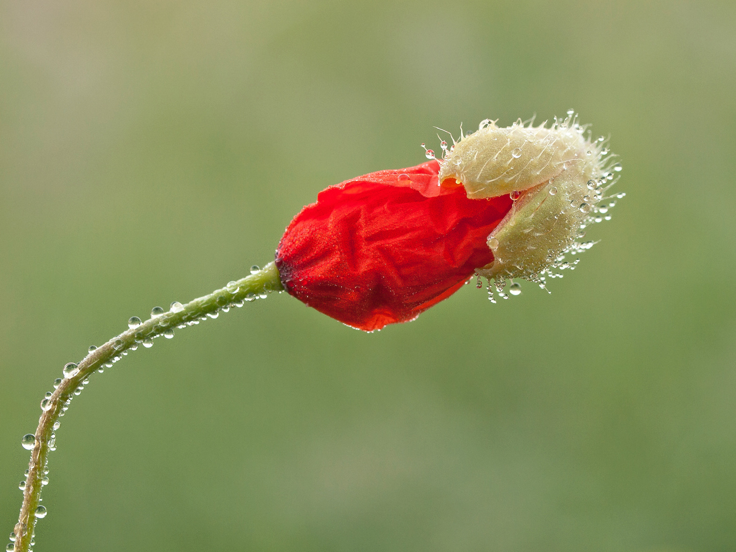 Mohnblume am Morgen