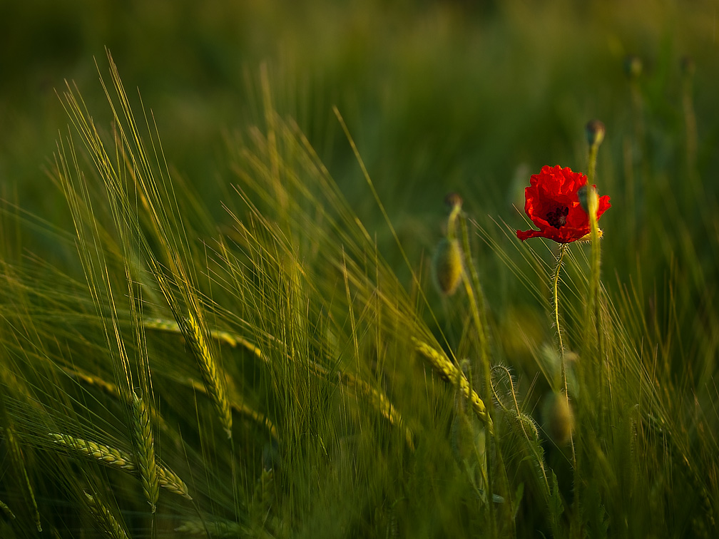 Mohnblume am Morgen