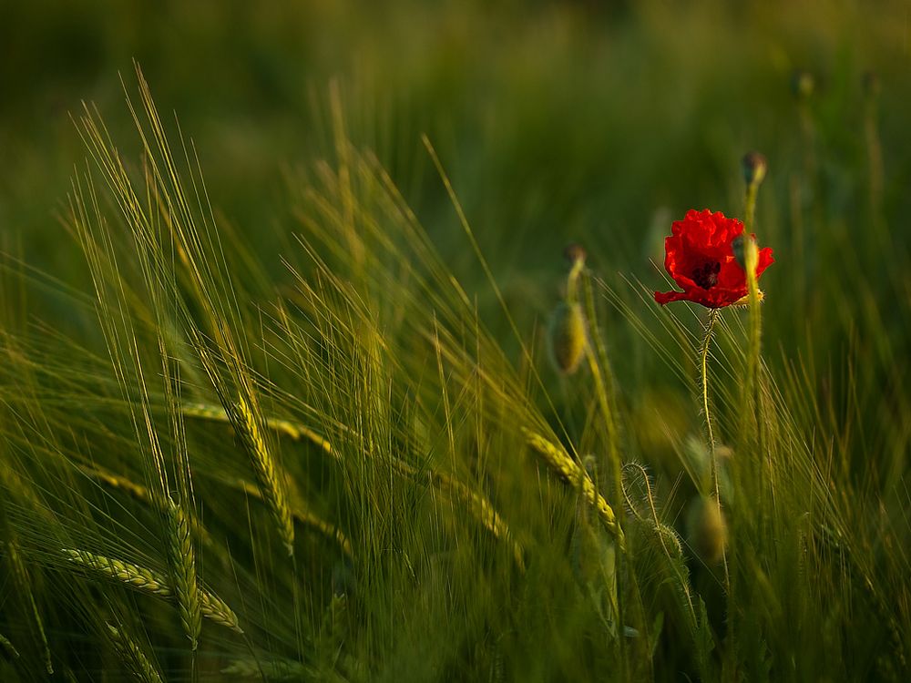 Mohnblume am Morgen von Lars.Richter 