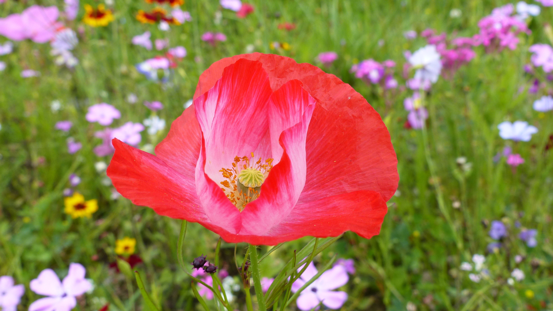 Mohnblume am Strassenrand