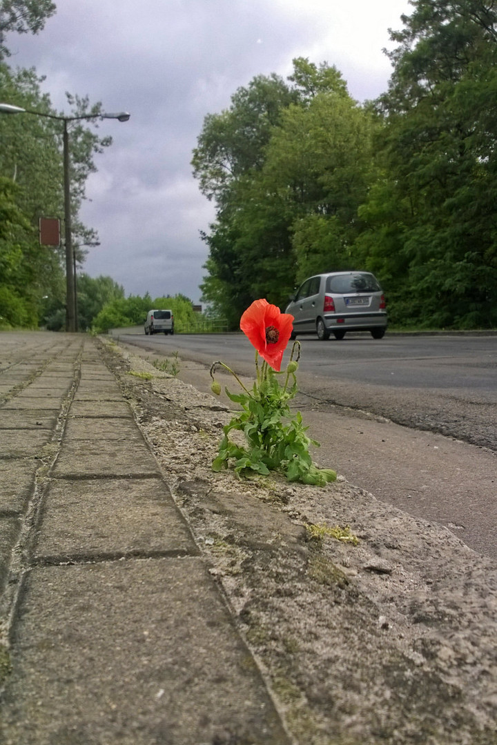 Mohnblume am Strassenrand