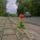 Mohnblume am Strassenrand