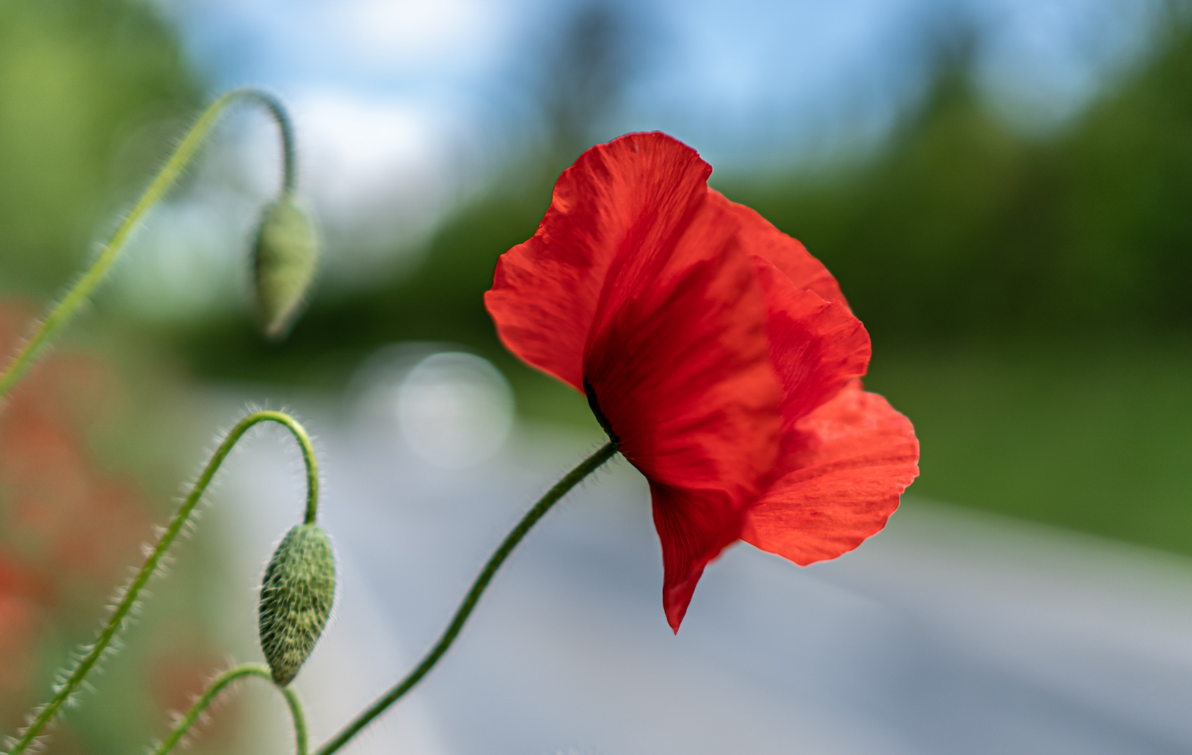 Mohnblume am Straßenrand