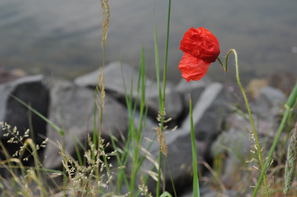 Mohnblume am Ufer