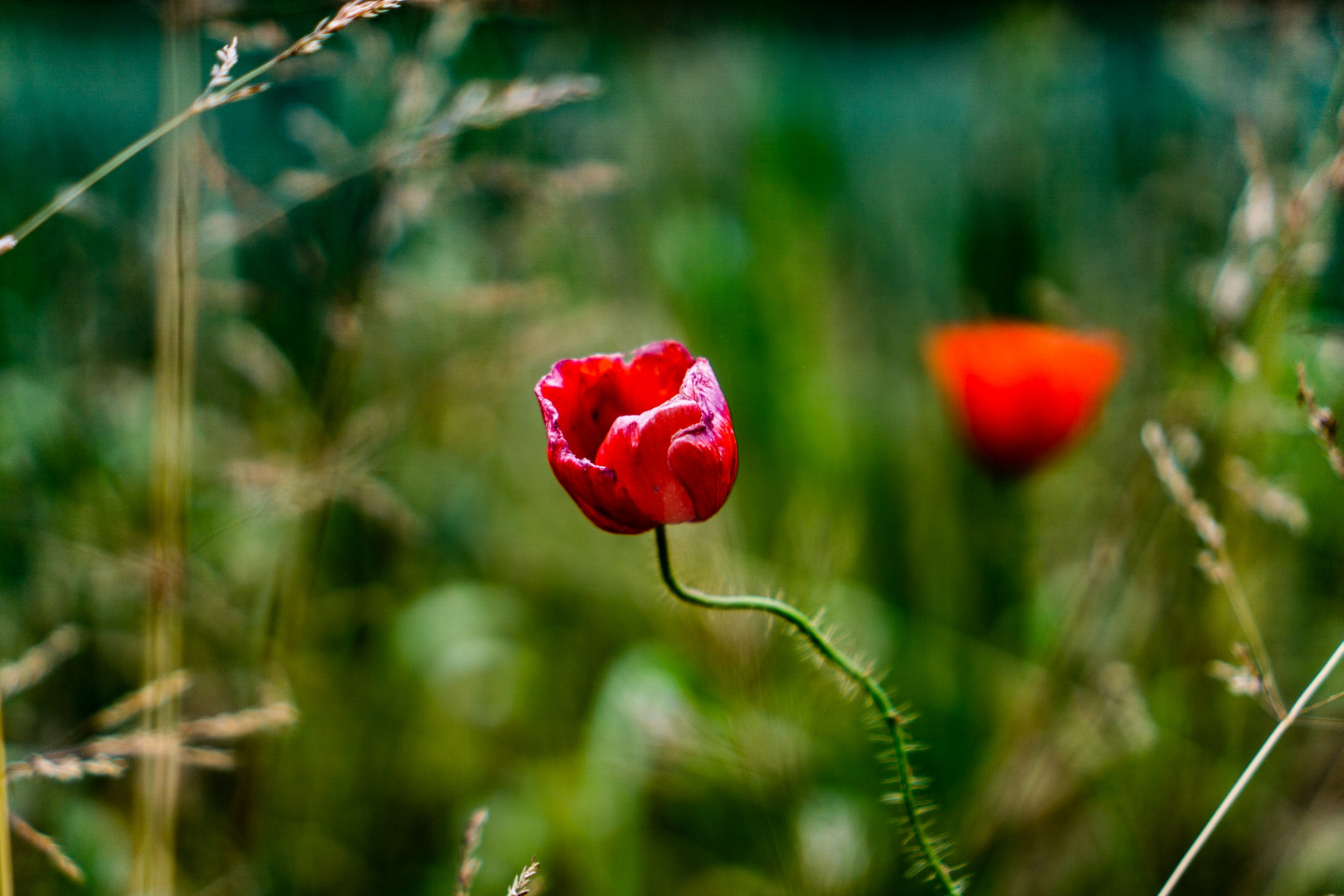 Mohnblume am Wegesrand