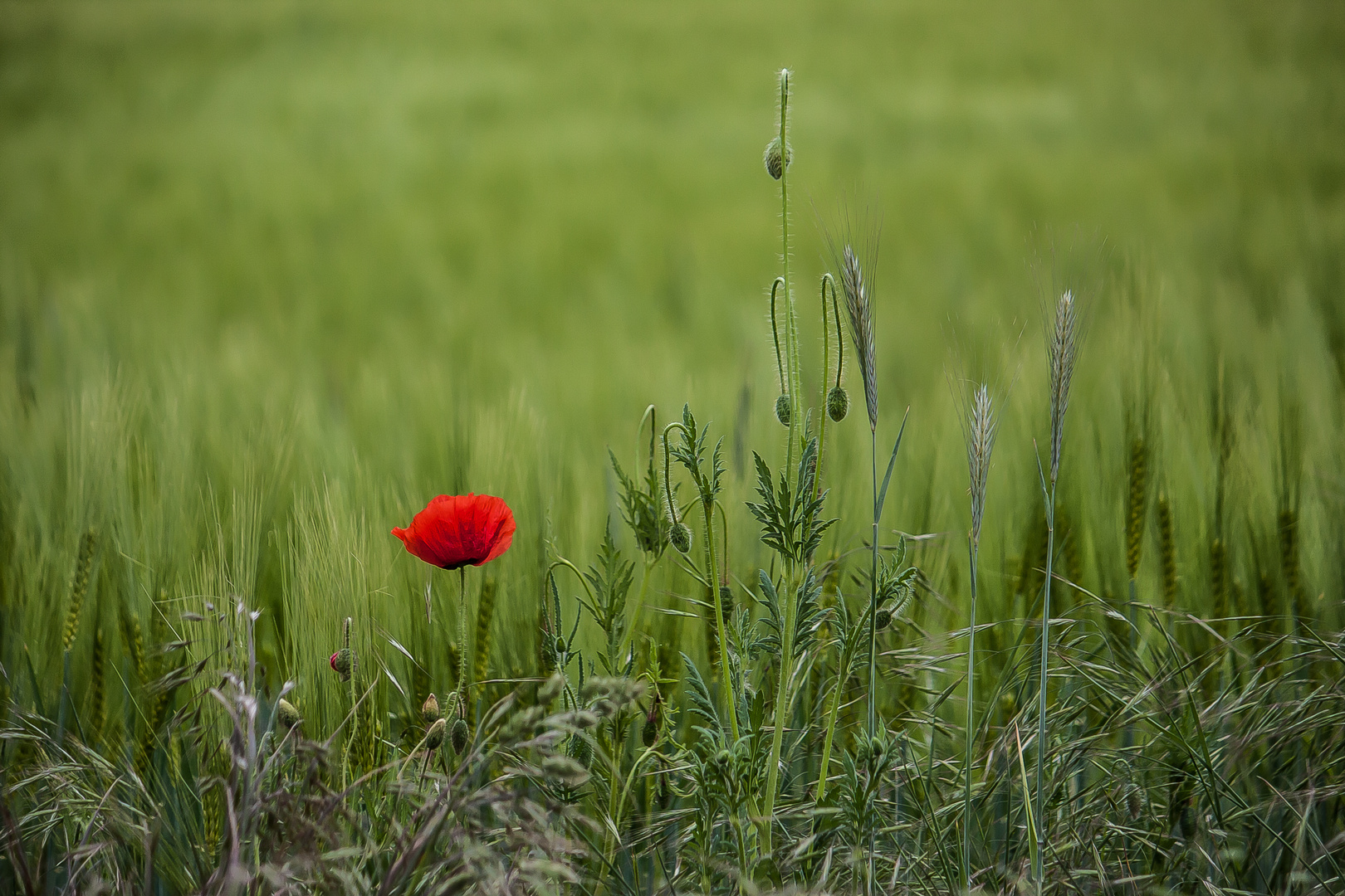 Mohnblume am Wegesrand