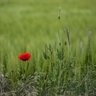 Mohnblume am Wegesrand