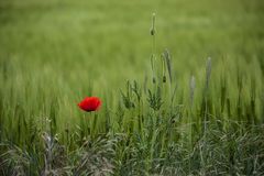 Mohnblume am Wegesrand