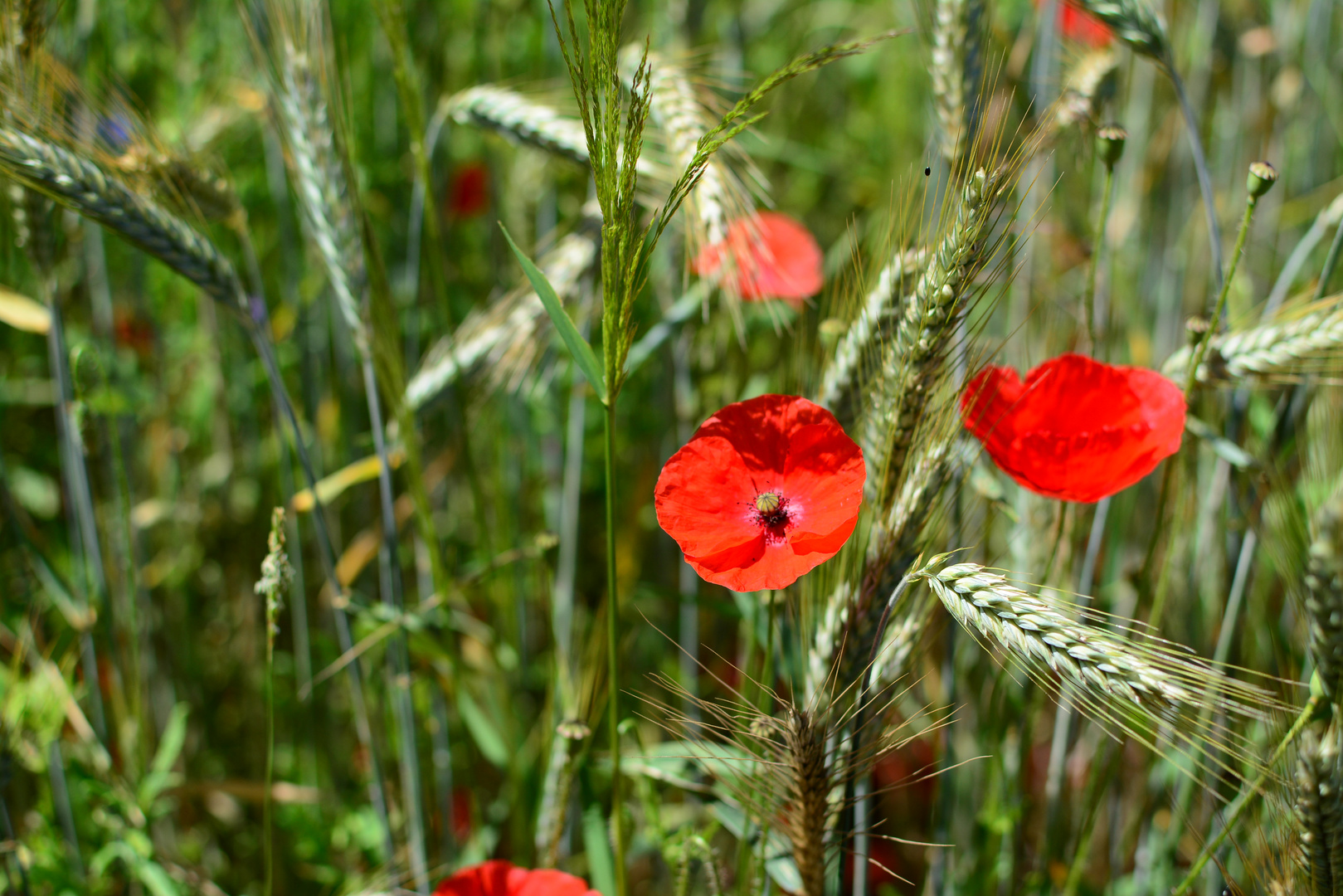 Mohnblume am Wegesrand