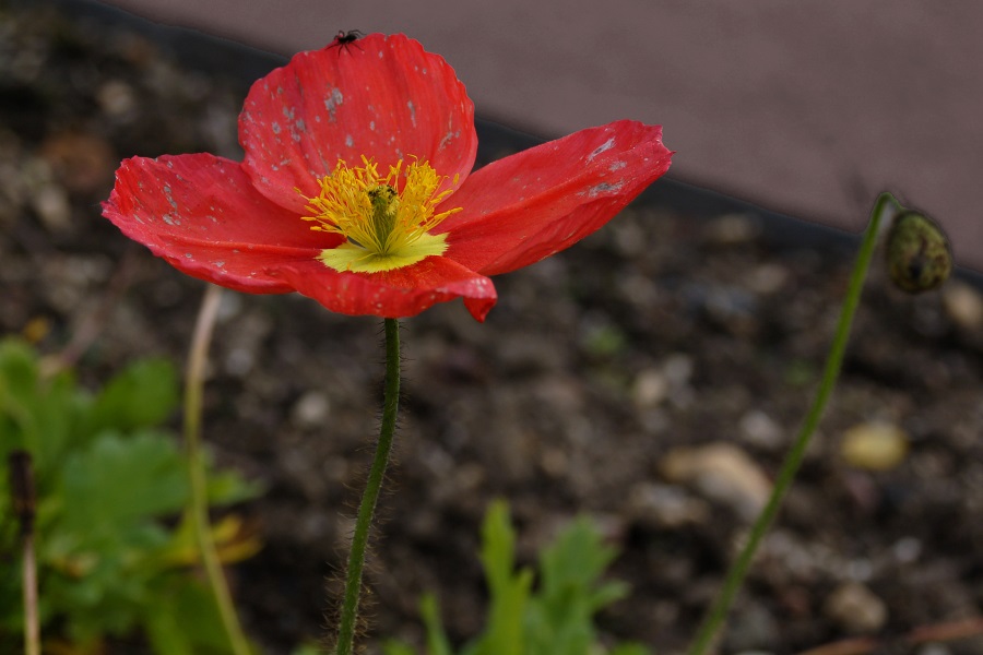 Mohnblume auf braun