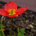 Mohnblume auf braun