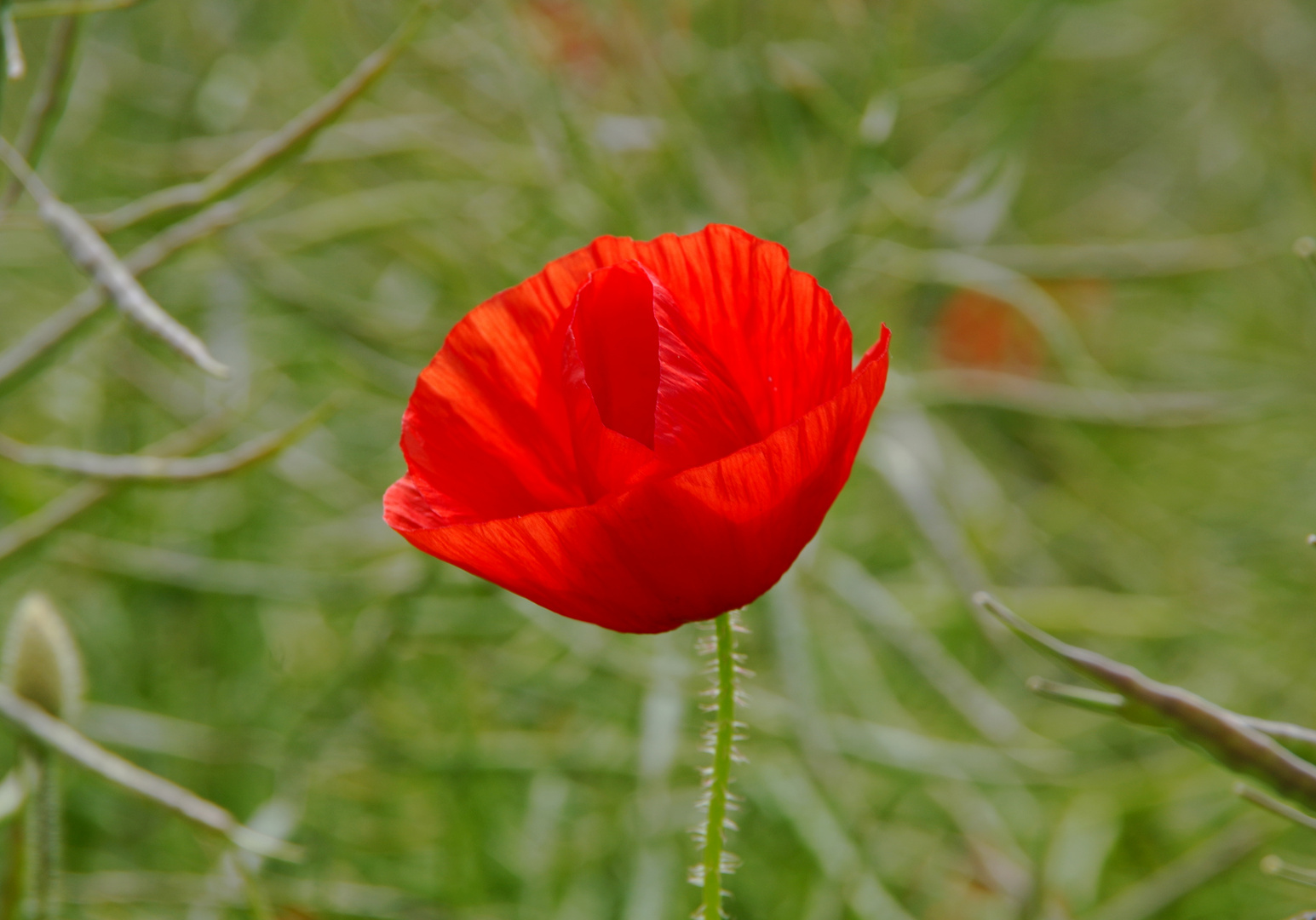 Mohnblume auf der Insel Rügen