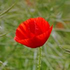 Mohnblume auf der Insel Rügen