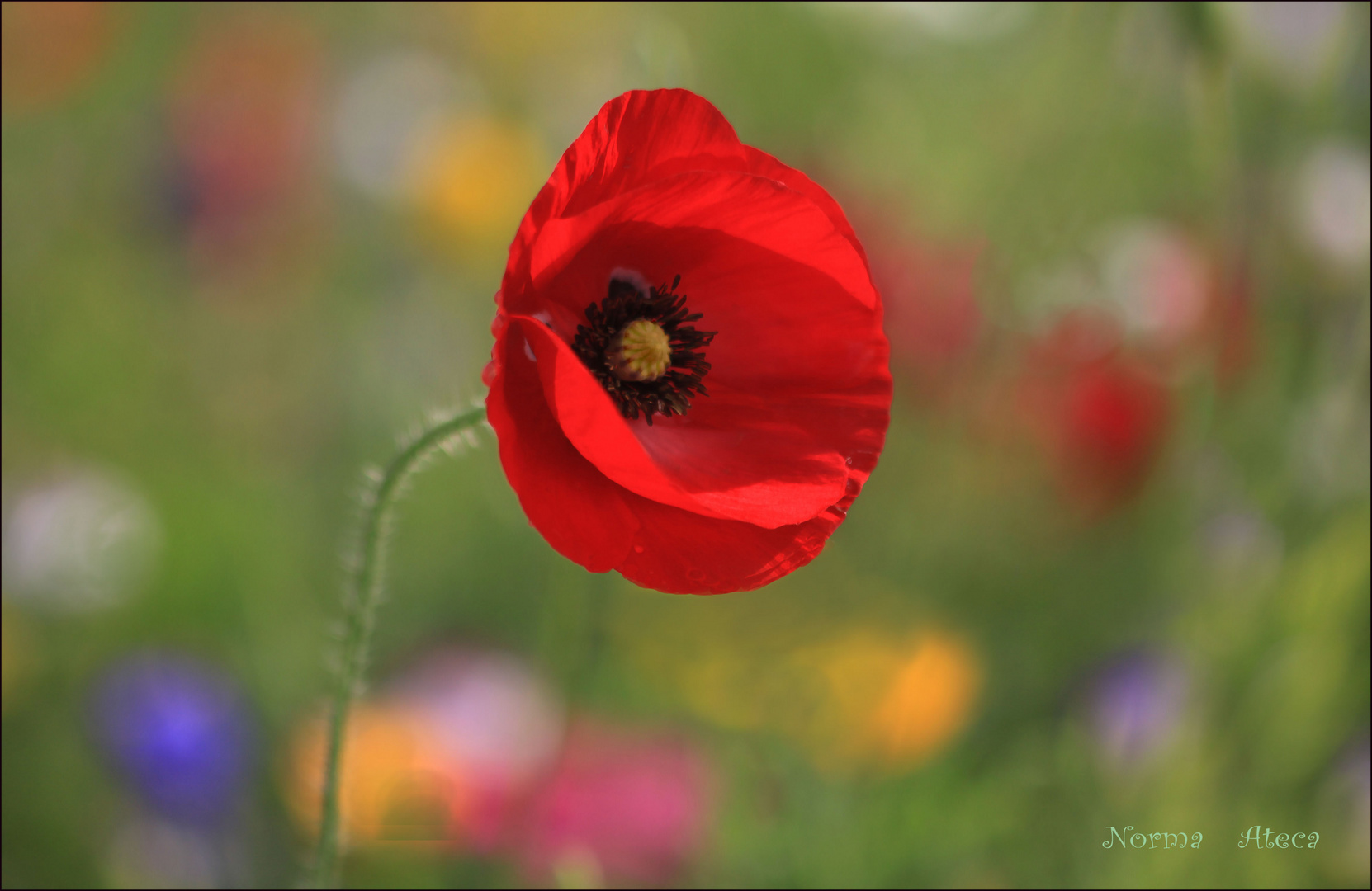 Mohnblume auf der Wiese 