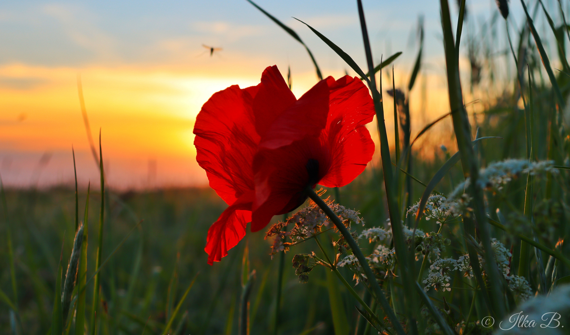 Mohnblume auf einer Havelwiese 